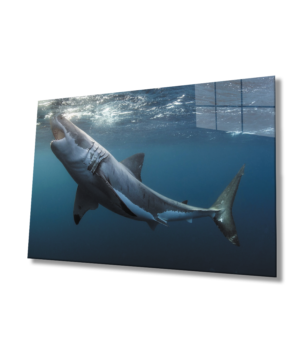 Köpek Balığı SuAltı Cam Tablo  4mm Dayanıklı Temperli Cam