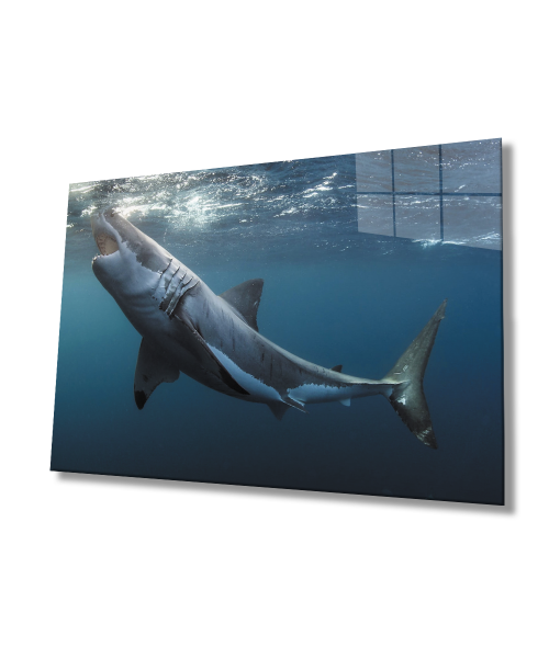 Köpek Balığı SuAltı Cam Tablo  4mm Dayanıklı Temperli Cam