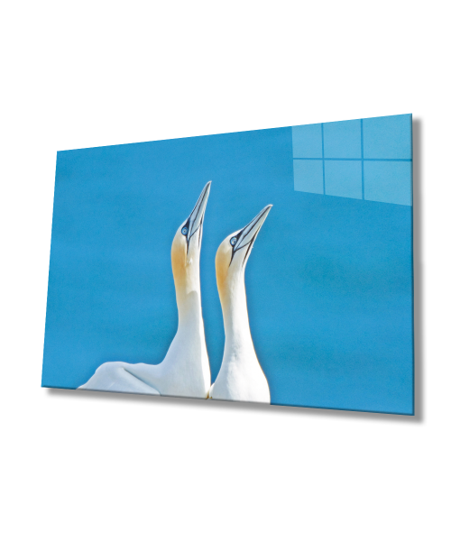 Pelikan Hayvan Cam Tablo  4mm Dayanıklı Temperli Cam