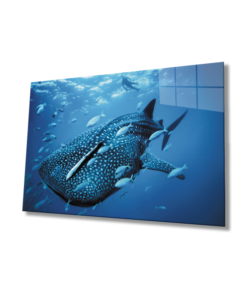 Balıklar SuAltı Cam Tablo  4mm Dayanıklı Temperli Cam