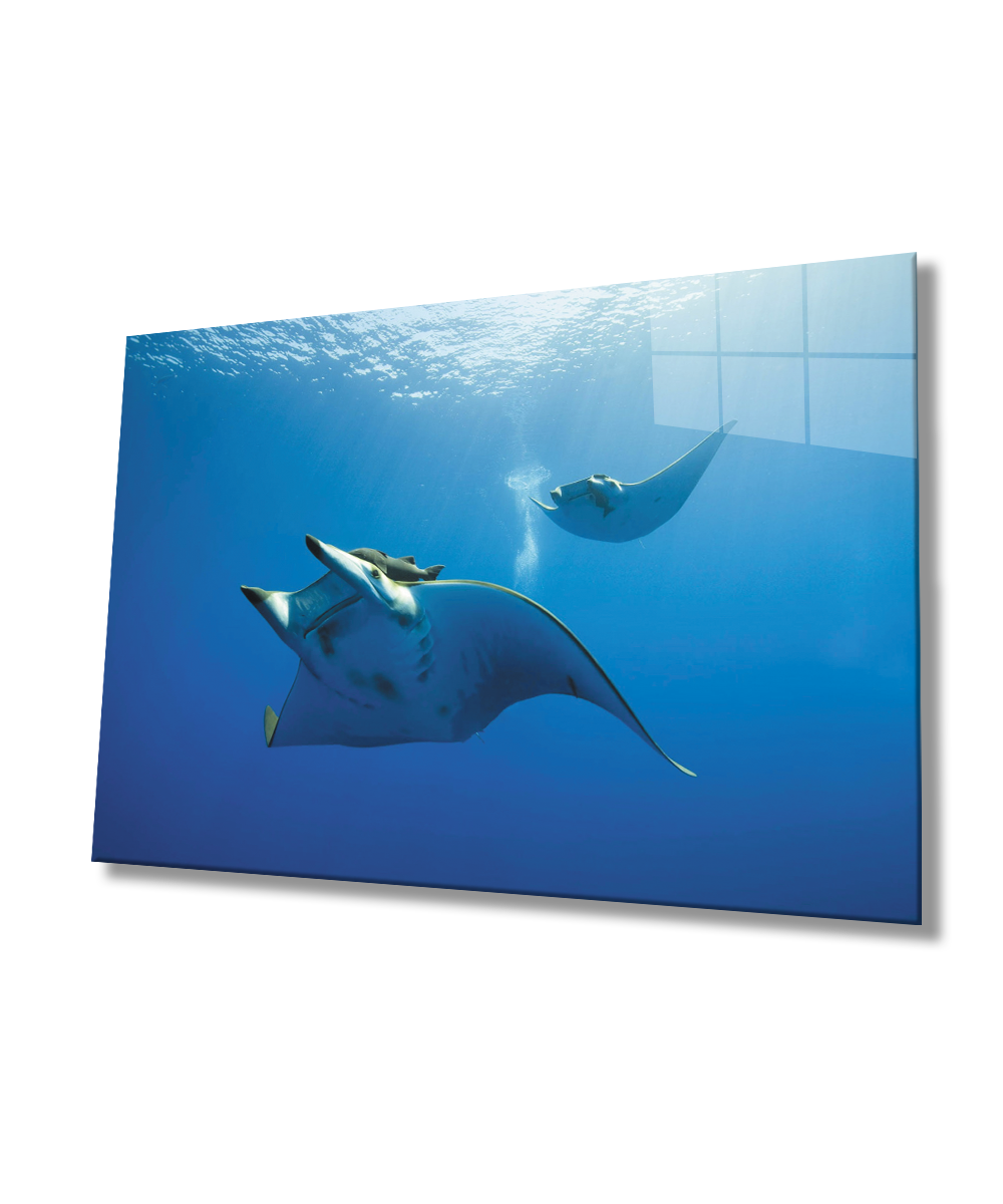 Balık SuAltı Cam Tablo  4mm Dayanıklı Temperli Cam
