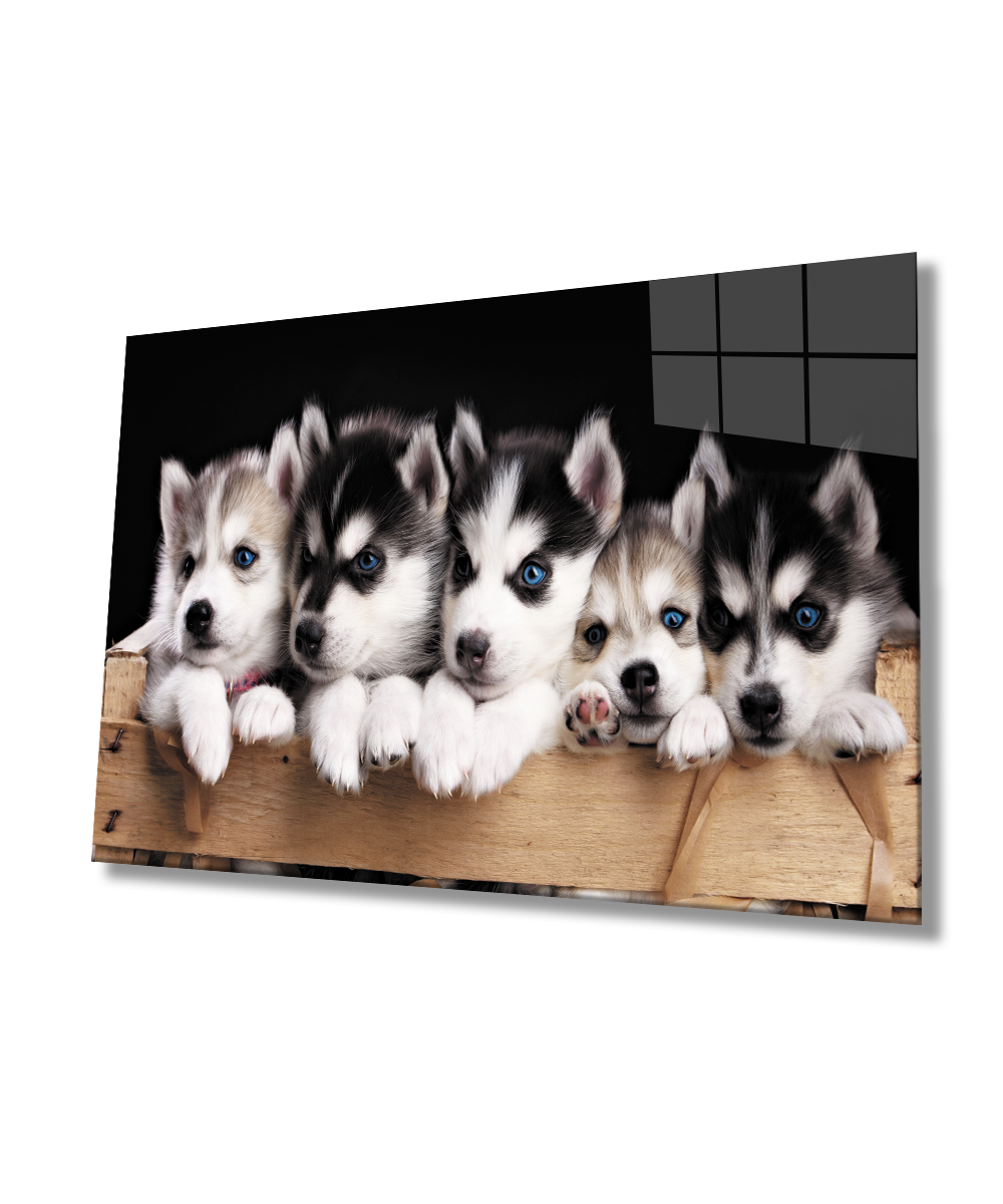 Mavi Gözlü Köpekler Cam Tablo  4mm Dayanıklı Temperli Cam