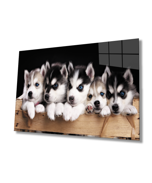 Mavi Gözlü Köpekler Cam Tablo  4mm Dayanıklı Temperli Cam