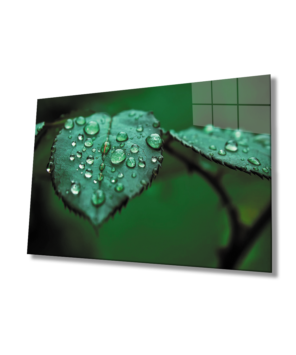 Su Damlaları Yaprak  Yeşil Cam Tablo  4mm Dayanıklı Temperli Cam Water Drops Green Leaf Glass Wall Decor