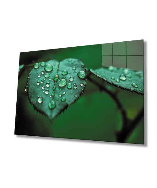 Su Damlaları Yaprak  Yeşil Cam Tablo  4mm Dayanıklı Temperli Cam Water Drops Green Leaf Glass Wall Decor