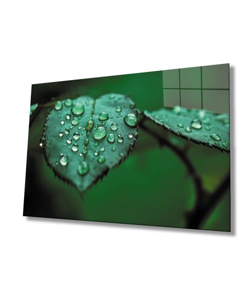 Su Damlaları Yaprak  Yeşil Cam Tablo  4mm Dayanıklı Temperli Cam Water Drops Green Leaf Glass Wall Decor