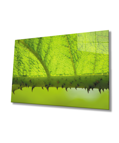 Dikenli Dal Yaprak  Yeşil Cam Tablo  4mm Dayanıklı Temperli Cam Prickly Branch Green Leaf Glass Wall Decor