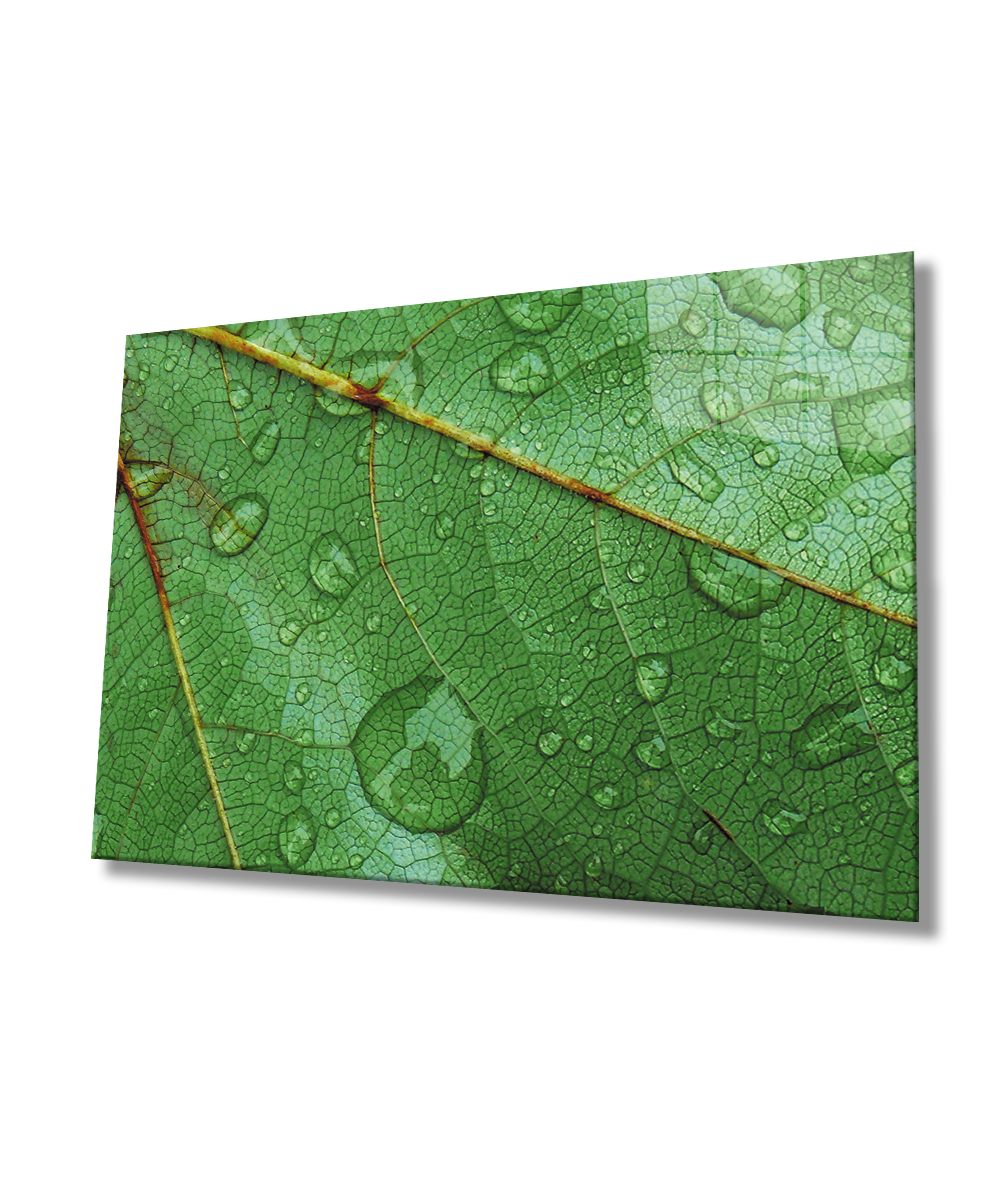 Su Damlası Yaprak Yeşil Cam Tablo  4mm Dayanıklı Temperli Cam Water Drop Leaf Glass Wall Decor