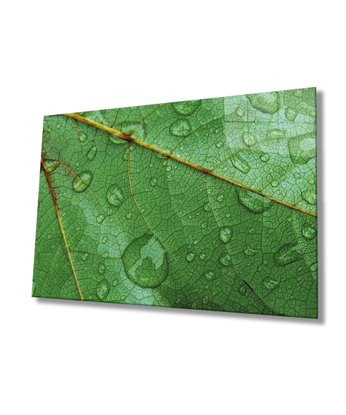 Su Damlası Yaprak Yeşil Cam Tablo  4mm Dayanıklı Temperli Cam Water Drop Leaf Glass Wall Decor