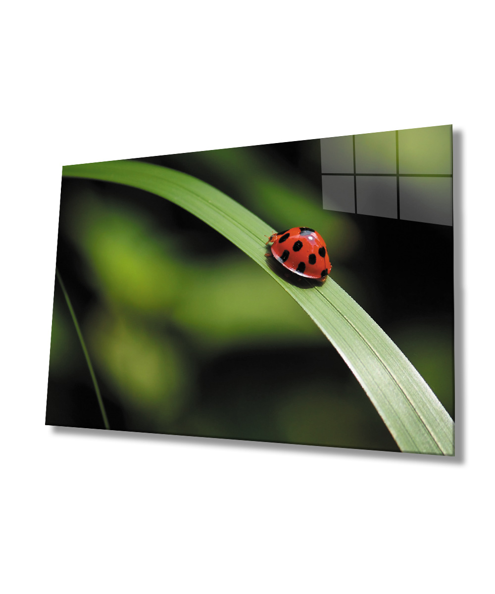 Uğur Böceği Yeşil Yaprak Cam Tablo  4mm Dayanıklı Temperli Cam Ladybug Green Leaf Glass Wall Decor
