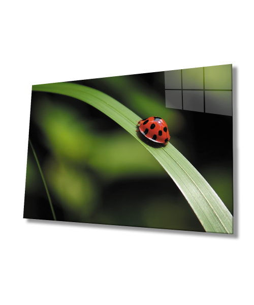 Uğur Böceği Yeşil Yaprak Cam Tablo  4mm Dayanıklı Temperli Cam Ladybug Green Leaf Glass Wall Decor