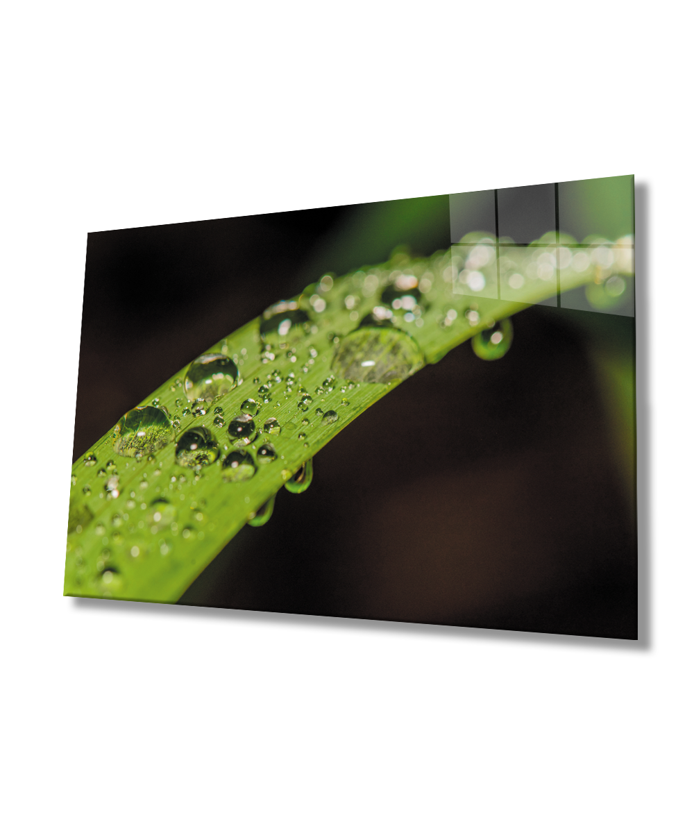 Su Damlaları Yeşil yaprak Cam Tablo  4mm Dayanıklı Temperli Cam Water Drop Green Leaf Glass Wall Art