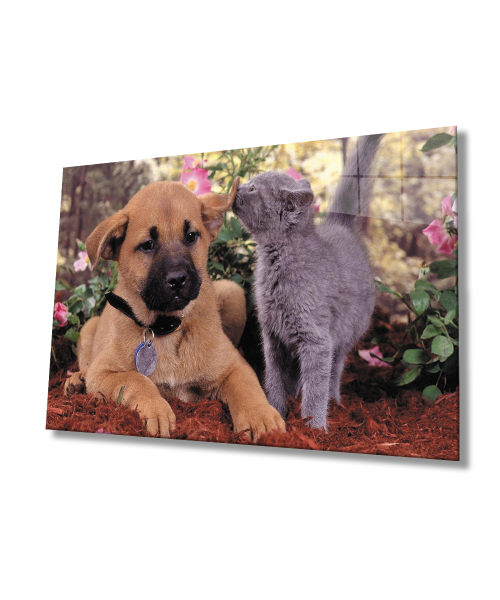 Kedi köpek Cam Tablo  4mm Dayanıklı Temperli Cam