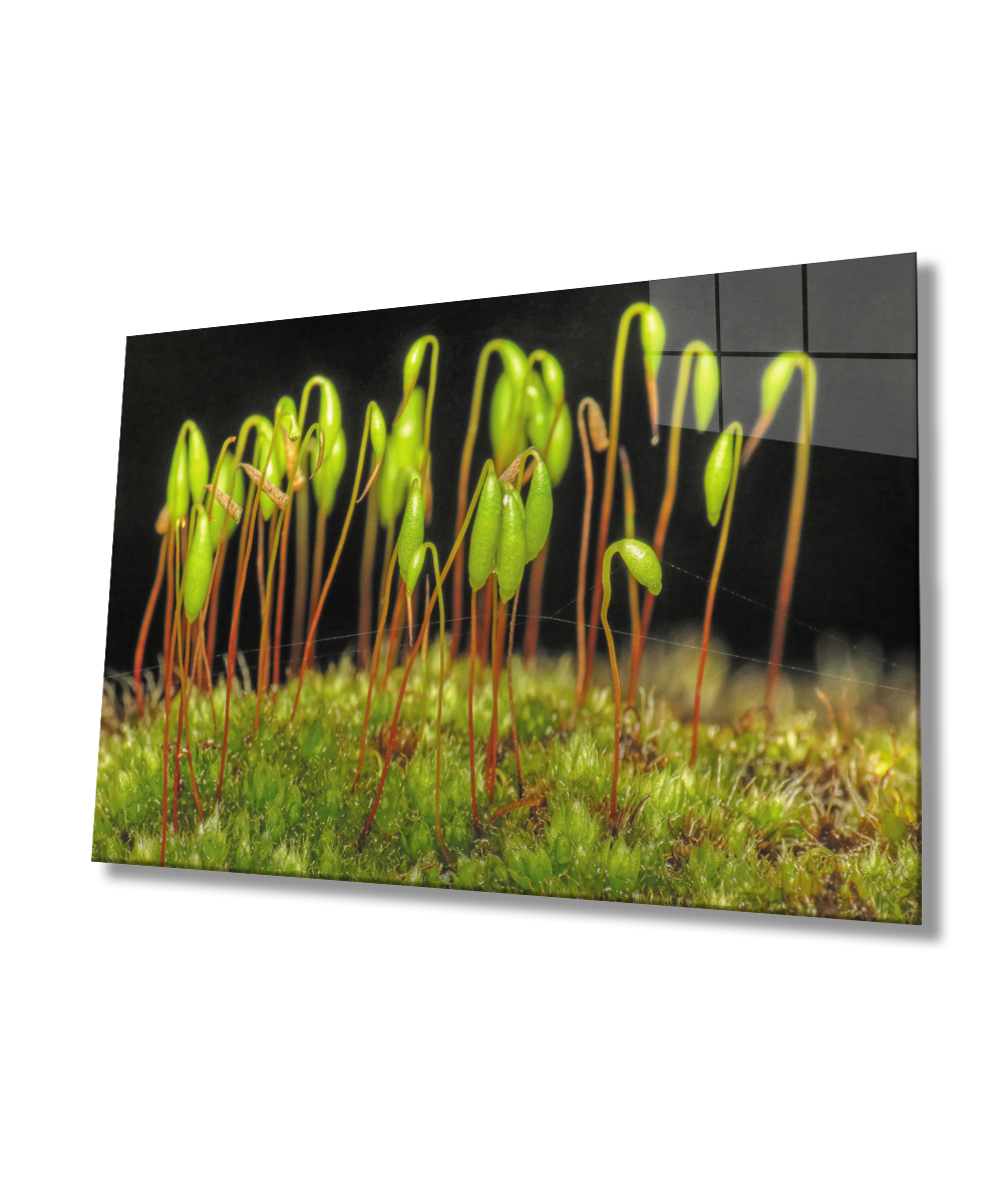 Yeşil Bitkiler Cam Tablo  4mm Dayanıklı Temperli Cam Green Plants Glass Wall Decor