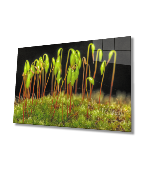 Yeşil Bitkiler Cam Tablo  4mm Dayanıklı Temperli Cam Green Plants Glass Wall Decor