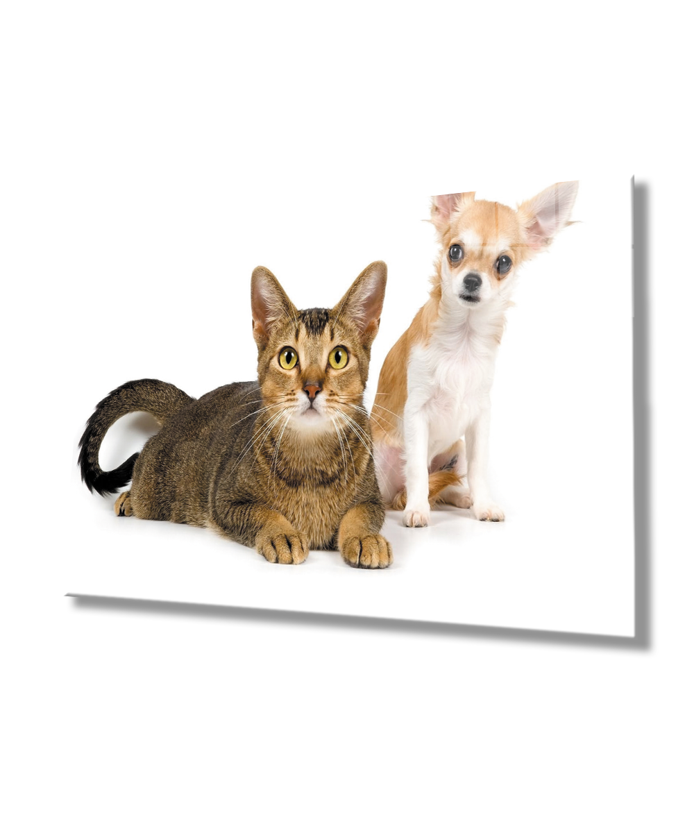 Kedi Köpek  Cam Tablo  4mm Dayanıklı Temperli Cam