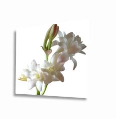 Beyaz Renkli  Çiçek Uv Baskılı Cam Tablo 4mm Dayanıklı Temperli Cam 50x50 Cm