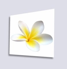 Sarı Beyaz Yaprak Çiçek  Uv Baskılı Cam Tablo 4mm Dayanıklı Temperli Cam 50x50 Cm
