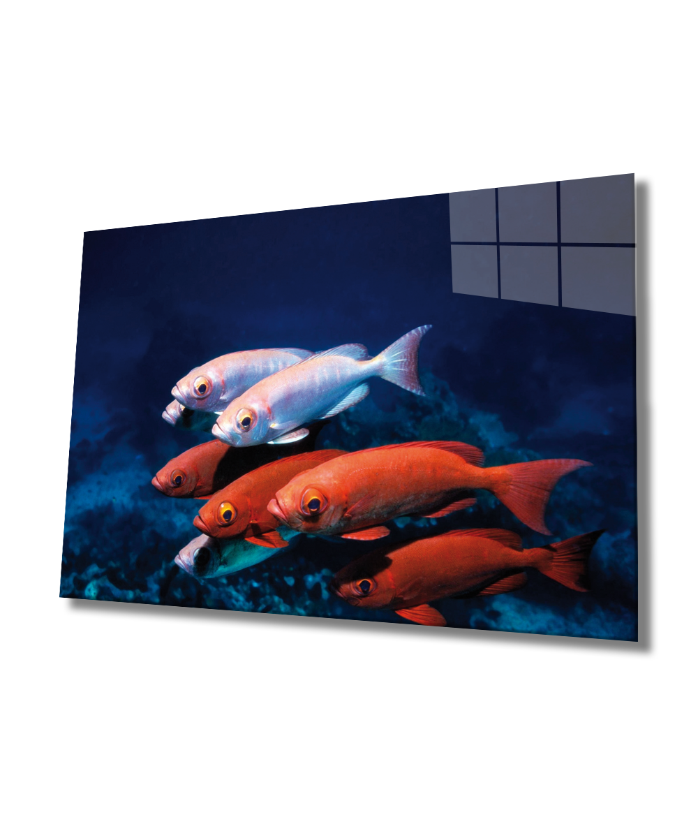 kırmızı Beyaz Balıklar Cam Tablo  4mm Dayanıklı Temperli Cam, Red White Fishes Glass Wall Art
