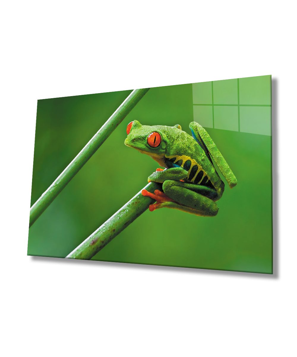 Yeşil Kurbağa Hayvan Cam Tablo  4mm Dayanıklı Temperli Cam Green Frog Animal Glass Wall Art