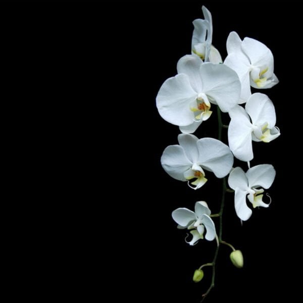 Beyaz Orkide Uv Baskılı Cam Tablo 4mm Dayanıklı Temperli Cam 50x50 Cm