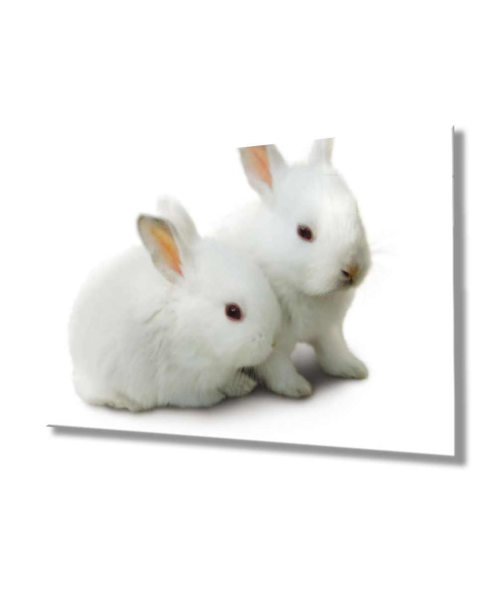 Beyaz Tavşanlar  Cam Tablo  4mm Dayanıklı Temperli Cam
