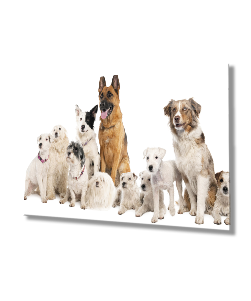 Köpekler Cam Tablo  4mm Dayanıklı Temperli Cam