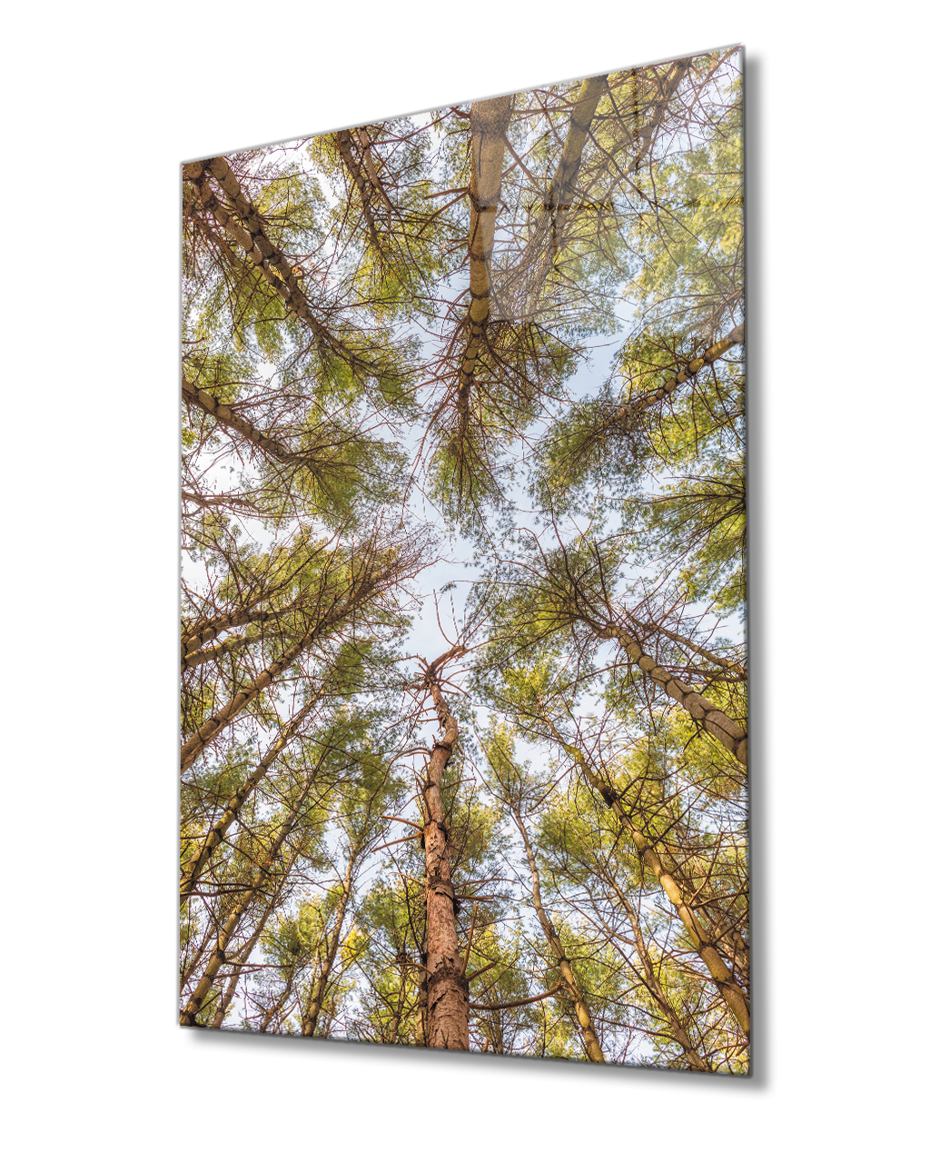 Ağaçlar Cam  Tablo 4mm Dayanıklı Temperli Cam Trees Glass Painting