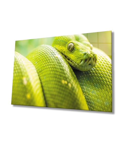 Yeşil Yılan Hayvan Cam Tablo  4mm Dayanıklı Temperli Cam Green Snake Glass Wall Art