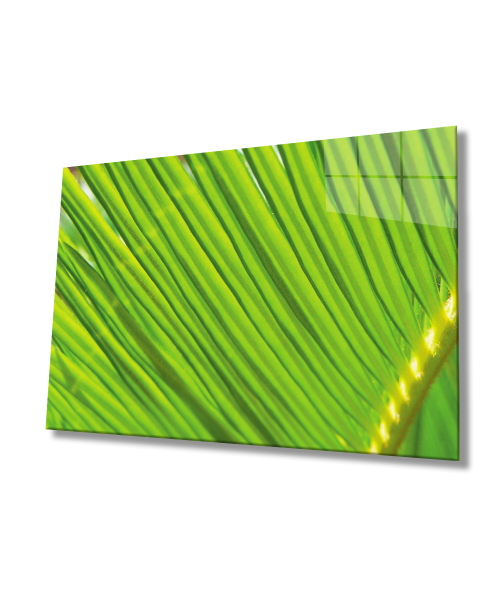 Yeşil Bitki  Cam Tablo  4mm Dayanıklı Temperli Cam  Green Plant Glass Wall Art