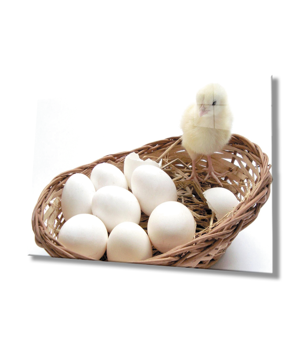 Civciv Yumurta Cam Tablo  4mm Dayanıklı Temperli Cam  Chick Egg Glass Wall Art