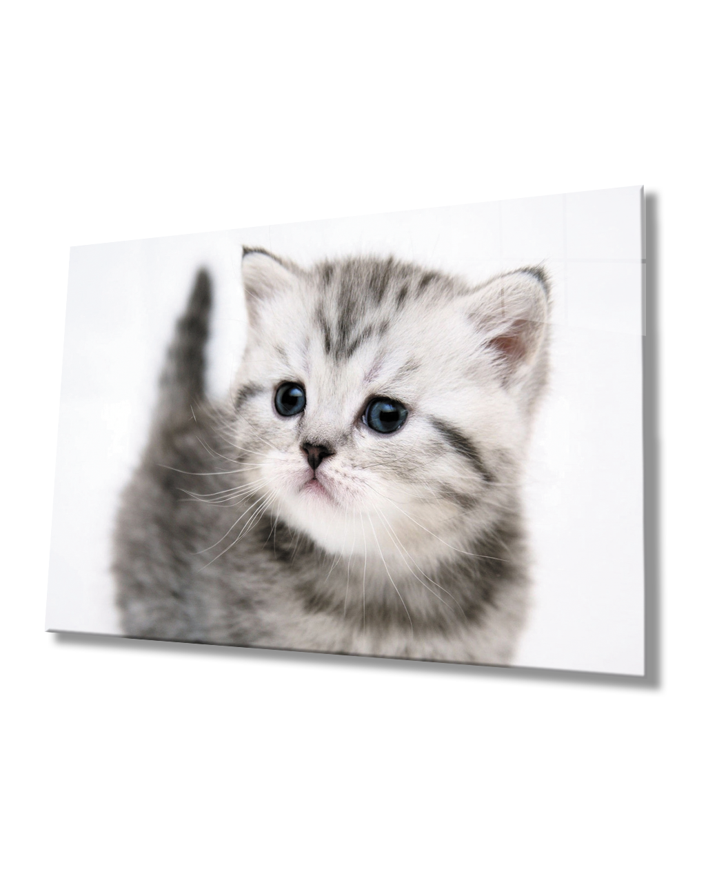 Kedi Cam Tablo  4mm Dayanıklı Temperli Cam Cat Glass Table 4mm Durable Tempered Glass