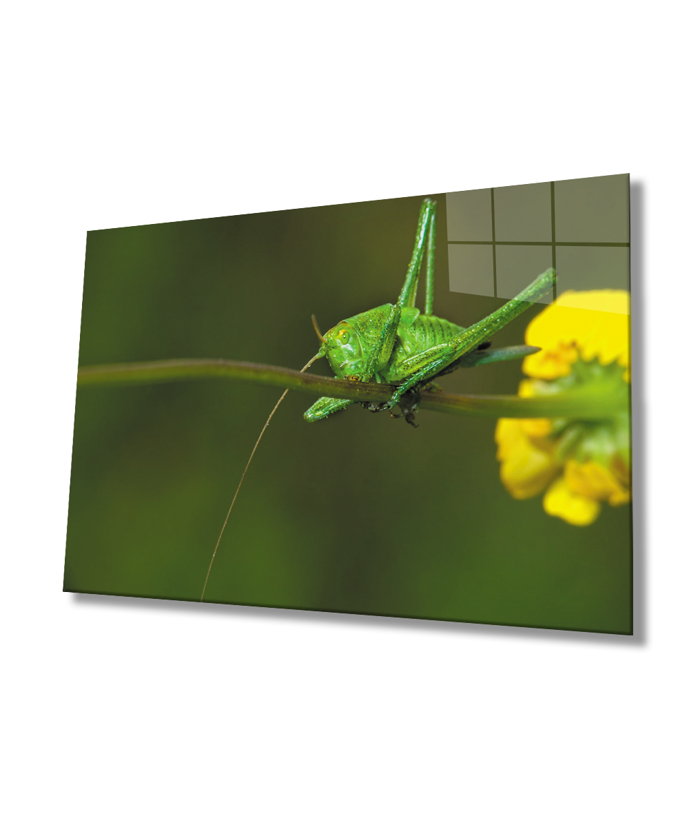 Sarı Çiçek Yeşil  Çekirge Cam Tablo  4mm Dayanıklı Temperli Cam Yellow Flower Green Grasshopper Glass Wall Art