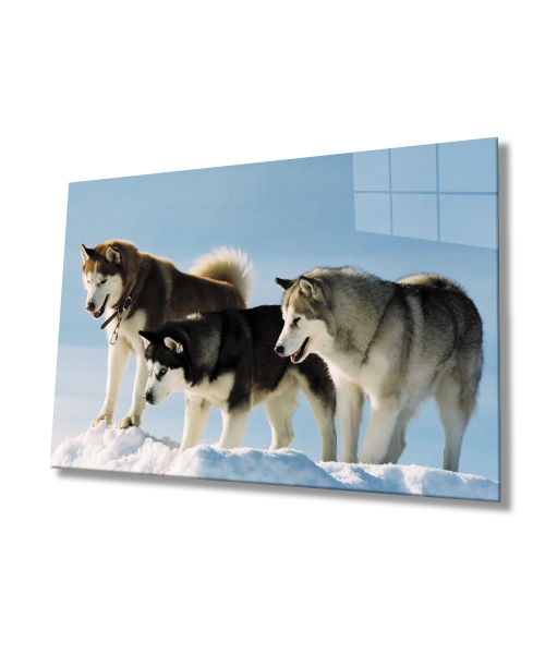 Kurt Köpeği  Cam Tablo  4mm Dayanıklı Temperli Cam