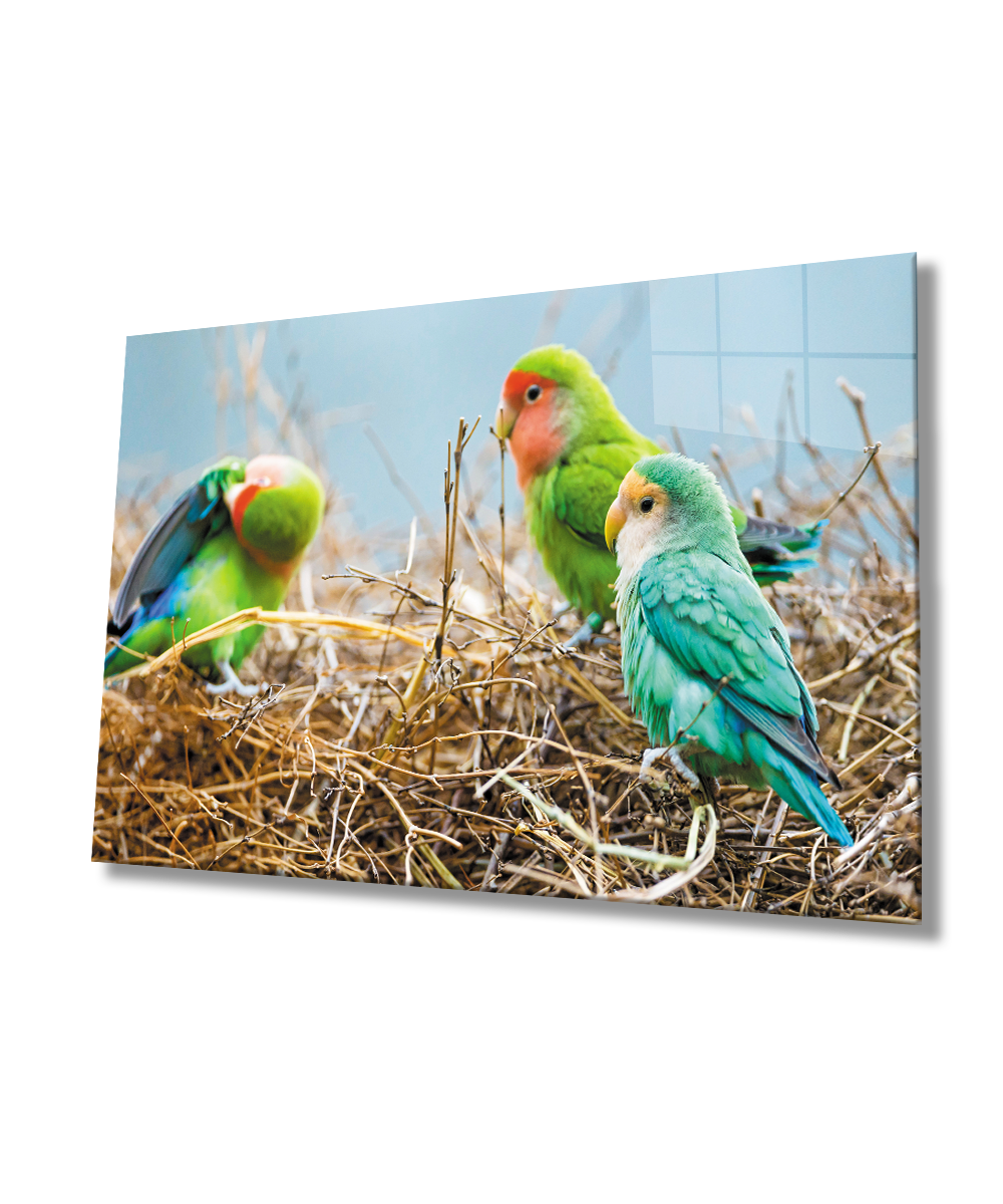 Papağanlar  Cam Tablo  4mm Dayanıklı Temperli Cam