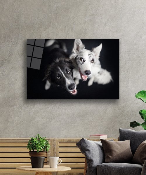 Siyah Beyaz Köpekler Cam Tablo  4mm Dayanıklı Temperli Cam