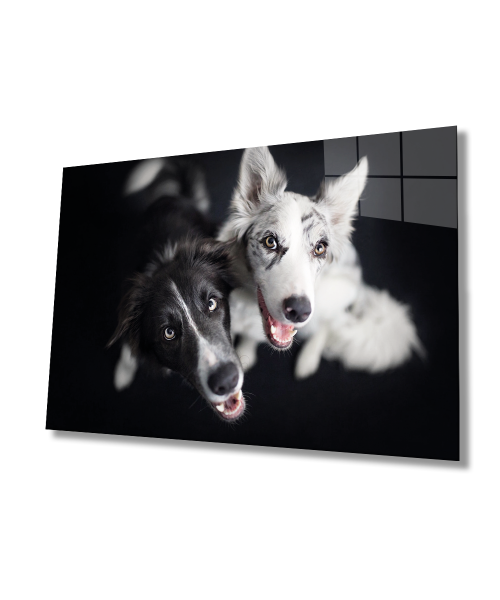 Siyah Beyaz Köpekler Cam Tablo  4mm Dayanıklı Temperli Cam