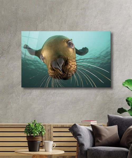 Denizaslanı Cam Tablo  4mm Dayanıklı Temperli Cam, Underwater Sea Lion Glass Wall Art
