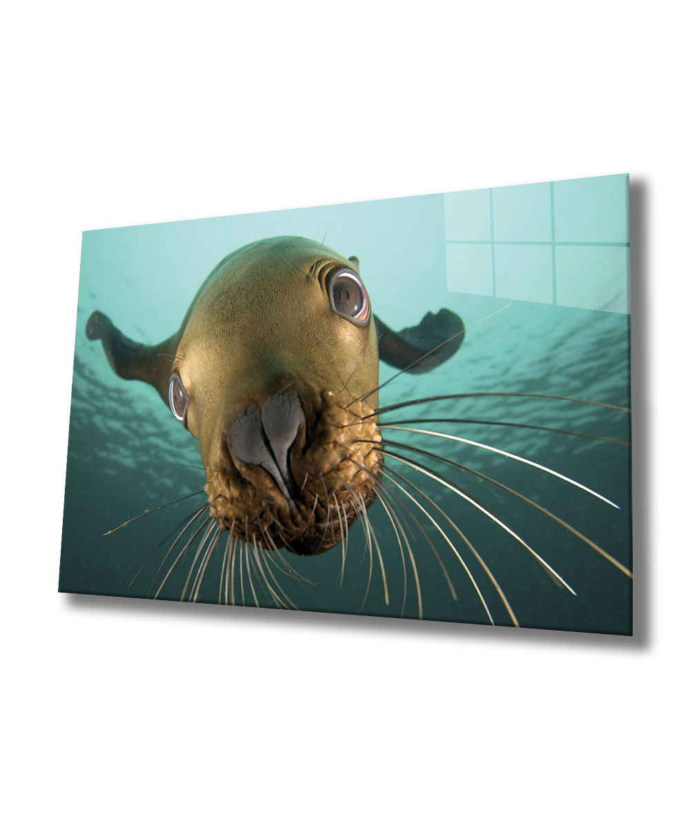 Denizaslanı Cam Tablo  4mm Dayanıklı Temperli Cam, Underwater Sea Lion Glass Wall Art
