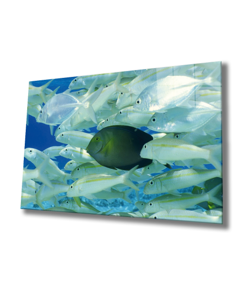 Balıklar Sualtı Cam Tablo  4mm Dayanıklı Temperli Cam, Marine Life Fishes Glass Wall Art