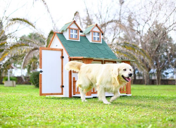 Ultra Lüks Ahşap Köpek Kulübesi (evi)