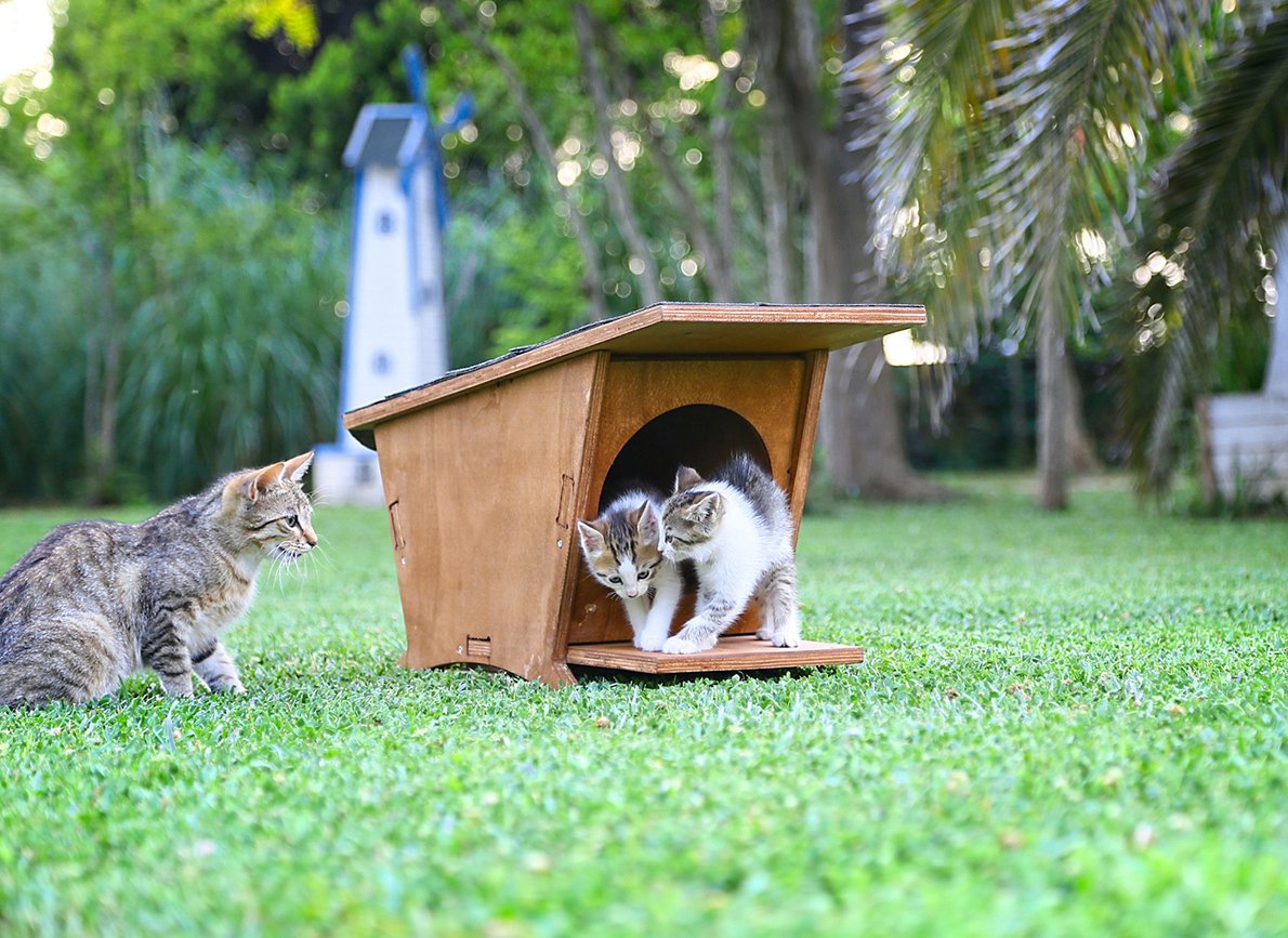 MANDU Ahşap Mini Kedi Evi (Yeni Doğan evi)