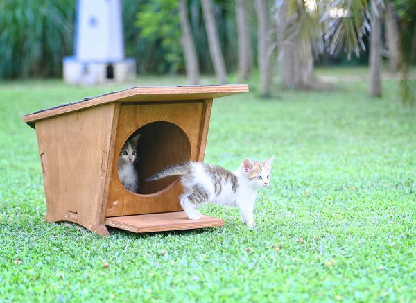 MANDU Ahşap Mini Kedi Evi (Yeni Doğan evi)