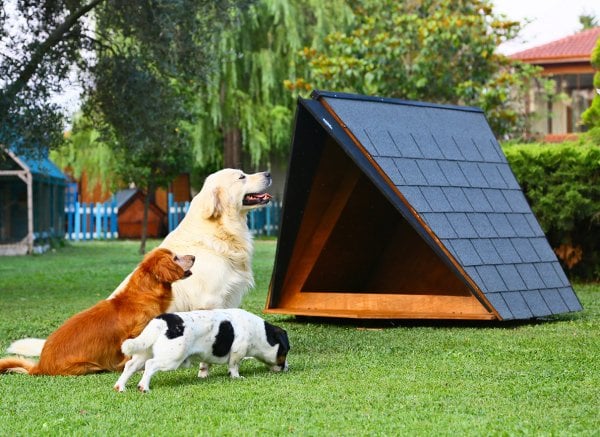 MANDU Ahşap Köpek Kulübesi (A Frame)