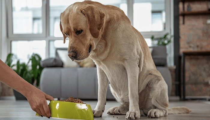 Daha Sağlıklı Bir Köpek İçin Kaçınılması Gereken 5 Yiyecek