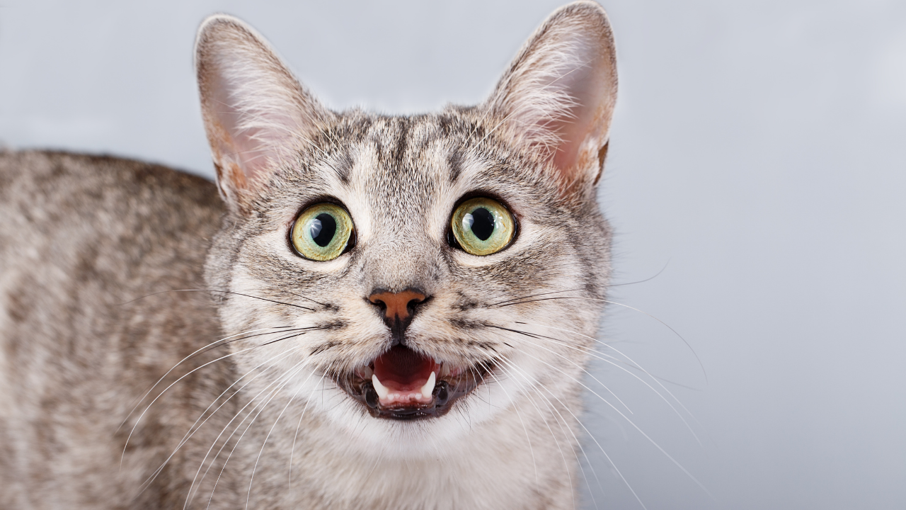 Kedilere Çiğ Et Verilir Mİ? Kedilere Çiğ Besin Vermenin Zararları