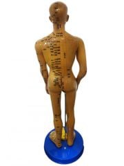 Akupunktur İnsan Modeli Tam Boy 50 CM
