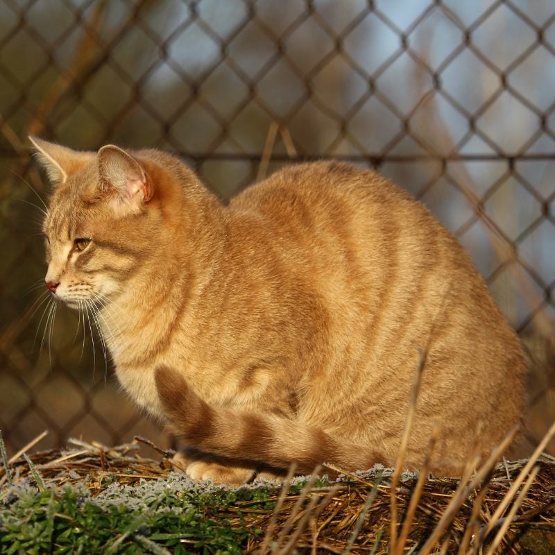 Cat Fence & Enclosure Netting, Wire Mesh, Netting