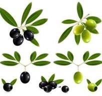 Zeytin