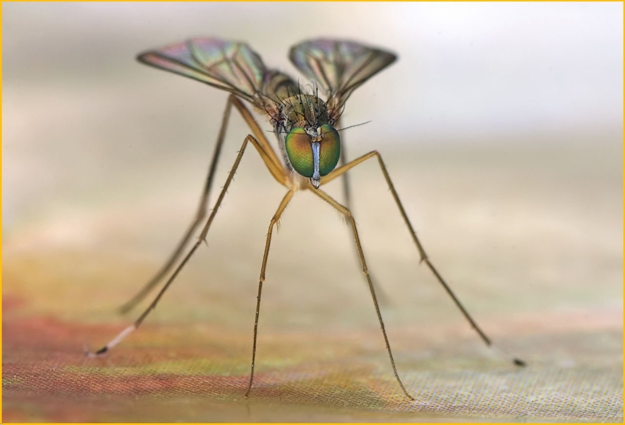 Sivrisinekler ile Mücadele